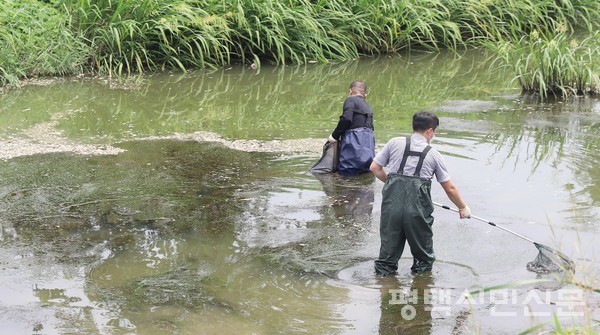 7월 12일 승두천에서 집단 폐사한 물고기를 평택시 환경지도과 직원들이 수거하고 있다.