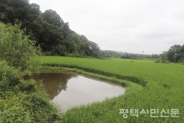 백운산 산골 다랑이논에 남아있는 둠벙