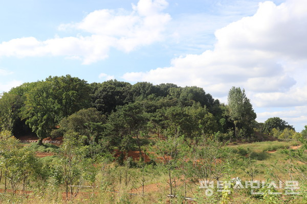 함박산 백로서식지에 내년에도 백로가 돌아오기를