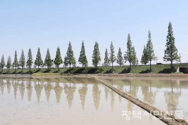 모내기를 준비하기 위해 논물을 가두어 농업용수를 미리 확보한다