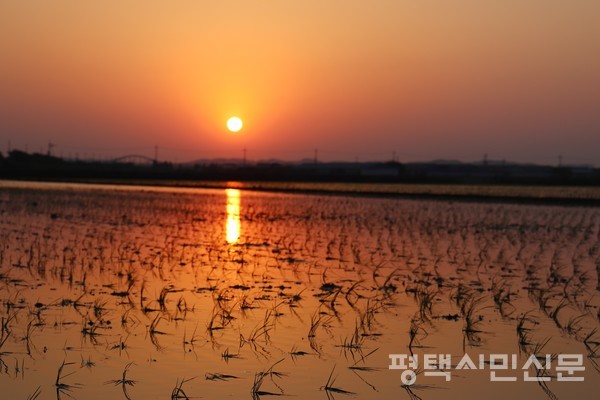 모내기를 마친 논이 석양에 붉게 물들어 간다.