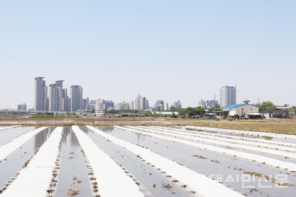 이앙기로 모를 심기 위해 모판에 모를 키우는 못자리