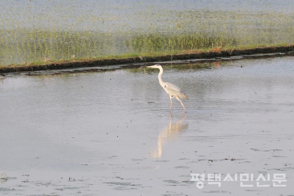 왜가리, 백로, 황로가 논에서 먹이를 잡기위해 긴 다리로 뛰어다닌다.