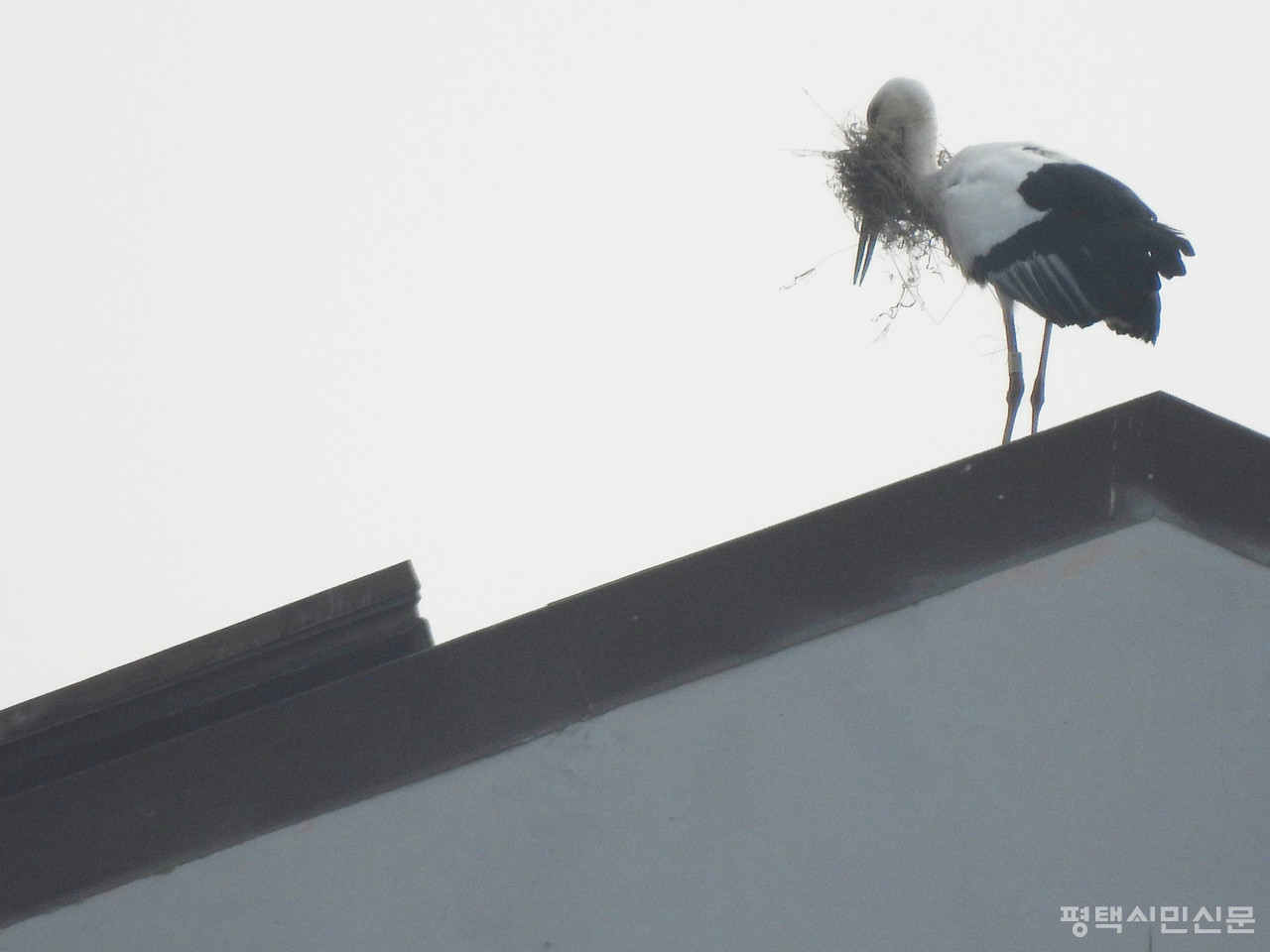 안중읍 아파트 꼭대기에서 둥지를 만들고 있는 황새(사진제공=김영철 독자)