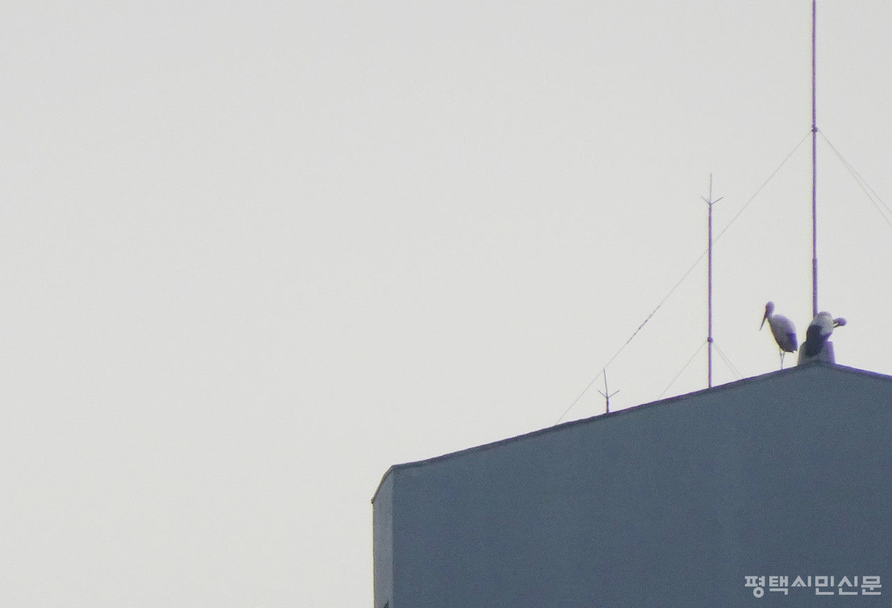 안중읍 아파트 꼭대기 위의 황새들 (사진제공=김영철 독자)