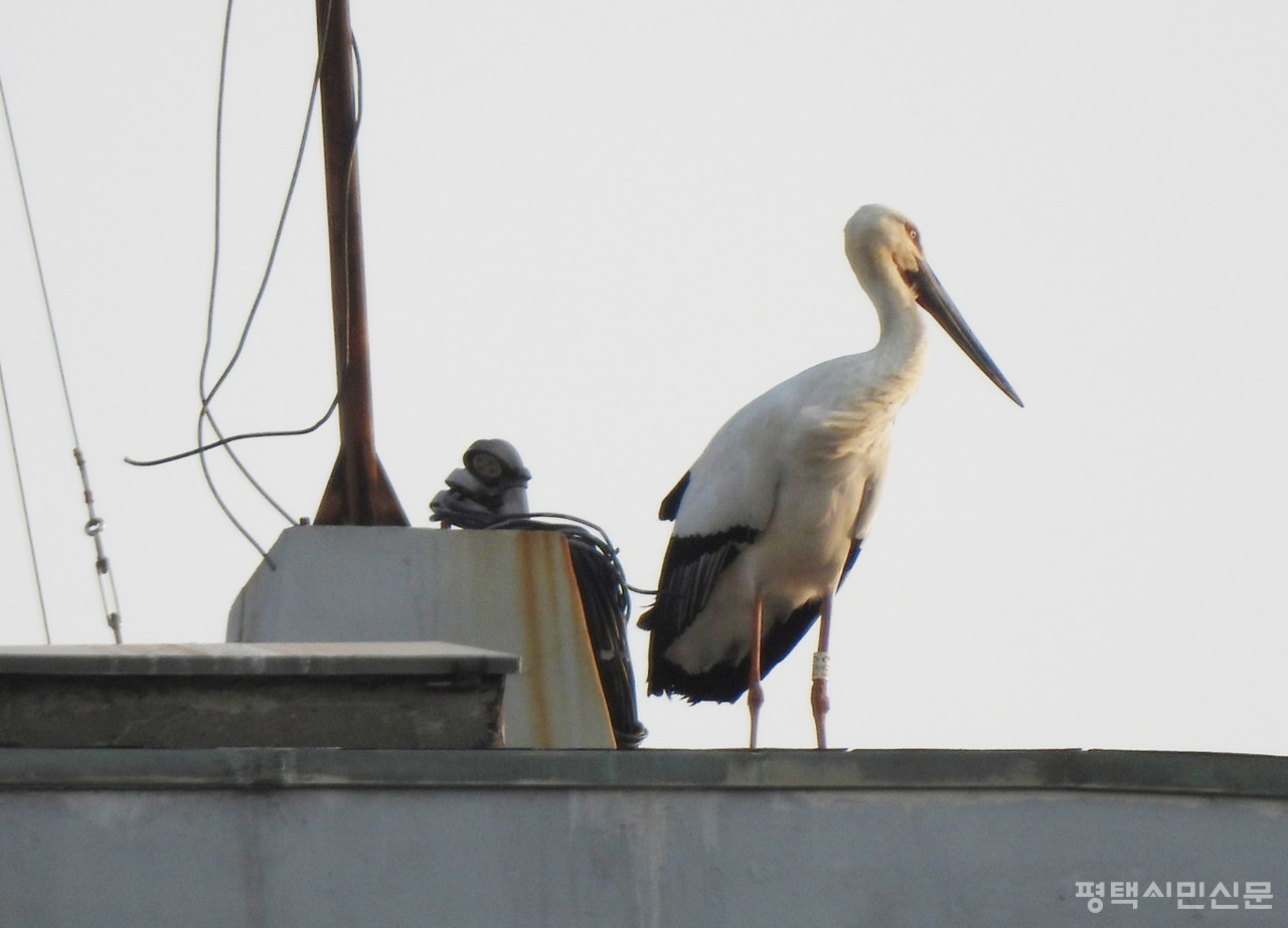3월 17일 안중읍 옥상 위에 자리잡은 황새. (사진제공=독자 김영철)