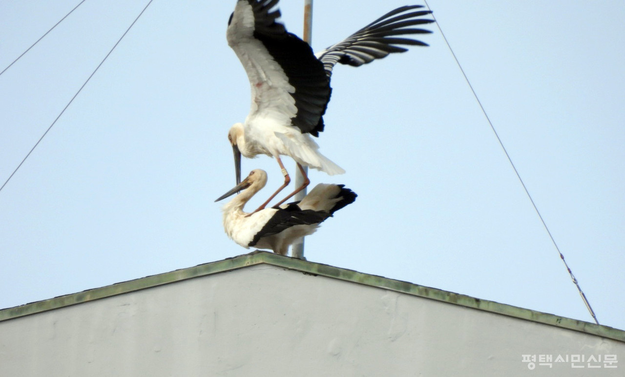 안중읍 아파트 지붕 위의 황새들 (사진제공=김영철 독자)