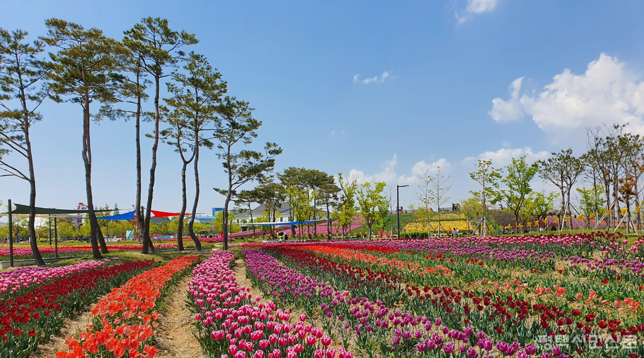 4월 15~19일 평택꽃나들이 행사를 앞둔 농업생태원에서 형형색색 튤립이 피어나고 있다.