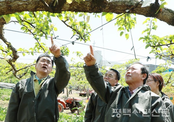 5월 1일 정장선 평택시장 등 평택시 관계자들이 죽백동의 배농가를 방문해 냉해 현장을 점검하고 있다. 