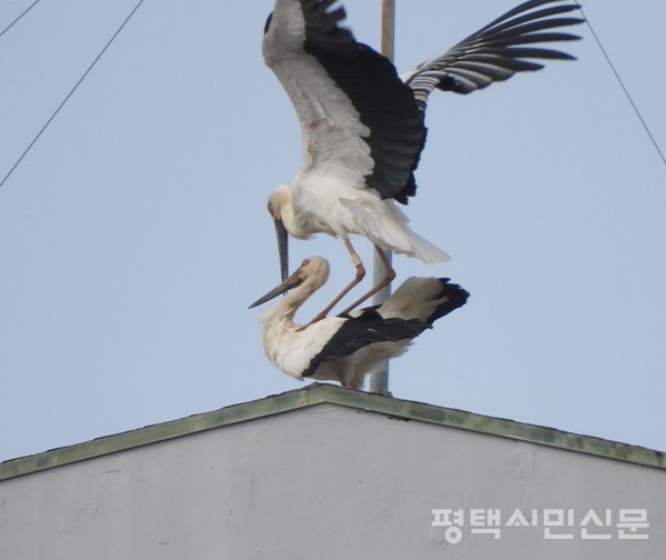 3월 11일 관찰된 안중읍 아파트 지붕 위의 황새부부. 제공=김영철 독자