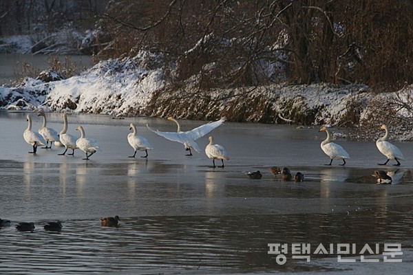 허동 '큰고니 설경'