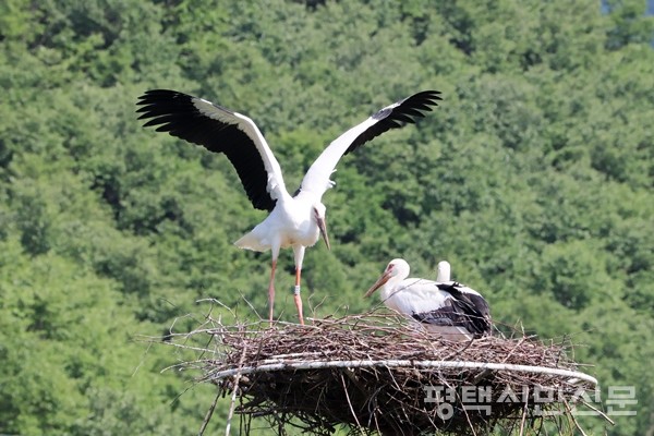 예산황새공원 인근 둥지탑에 서식하는 황새 가족. 높이 13m 인공둥지탑은 방사 후 황새 번식쌍이 키 큰 나무 대신 둥지로 이용하도록 돕는 시설물이다