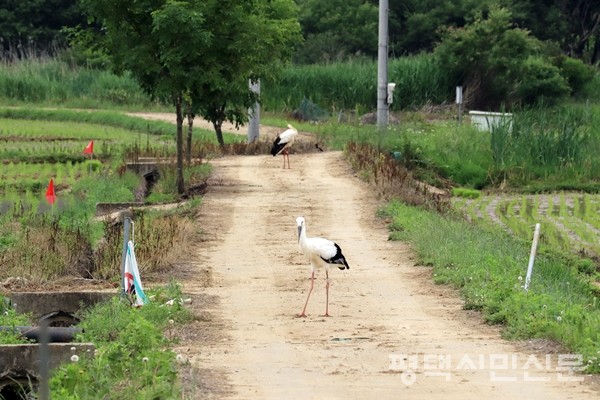 충남 예산군 황새 야생복귀 연구시설 주변 농로를 걷고 있는 황새 한쌍