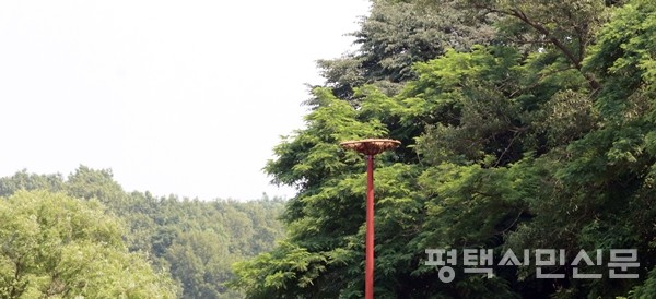 예산군에서 방사한 황새 한쌍이 안중 아파트 위에 번식을 위한 둥지를 만들다 실패하자 주민들이 모금으로 학현리에 인공둥지탑을 설치했다.