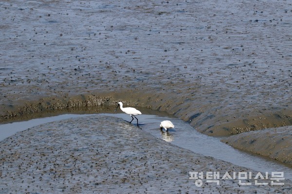 삽교방조제 앞 갯벌에서 저어새 한쌍이 먹이활동을 하고 있다