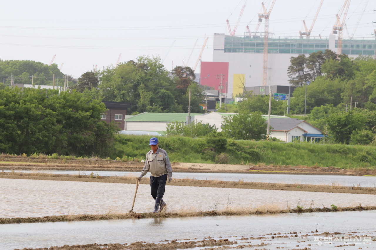 지제동 울성리 모내기 사진