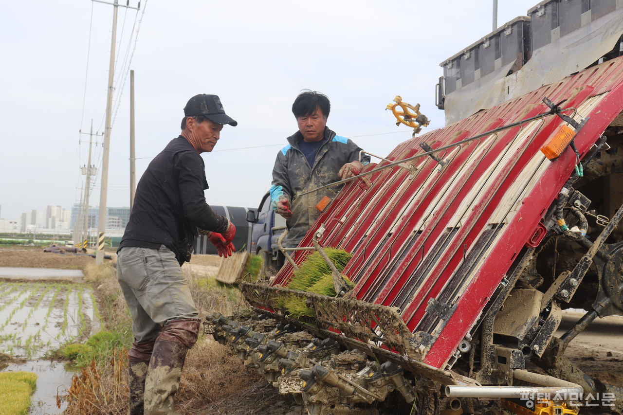 지제동 울성리 모내기 사진 