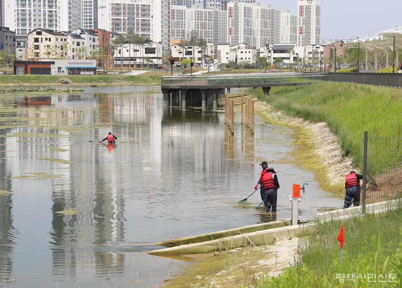 한국토지주택공사가 인력을 투입해 함박산호수공원 내 호수를 가득 뒤덮은 녹조를 제거하고 있다. 하지만 녹조 발생 속도가 제거 속도가 훨씬 빨라 한계를 보이고 있다. 