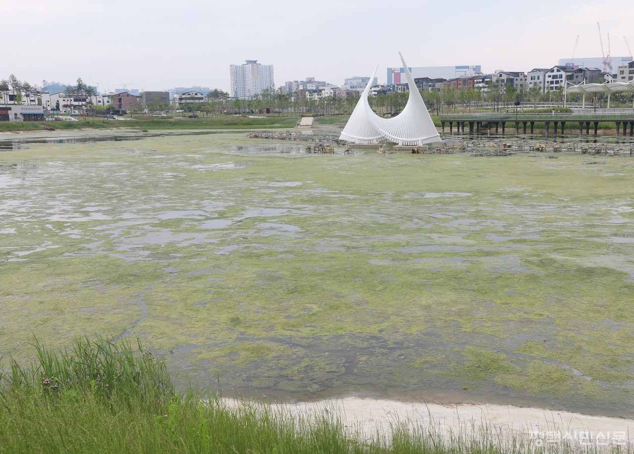 녹조로 덮인 함박산호수공원