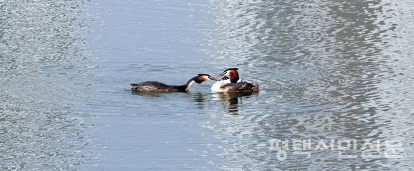 동탄호수공원에 서식하며 번식에 성공한 뿔논병아리 가족. 수컷이 물고기를 잡아와 암컷 등 위 날개 깃털에 숨어있는 새끼들에게 먹이를 주고 있다.