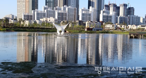 호수공원 수면에 녹색조류가 떠있다. 고덕신도시 고층아파트의 그늘, 저류지에 하수처리장 처리수를 가득채우고 음악분수쇼를 준비하던 LH와 평택시.