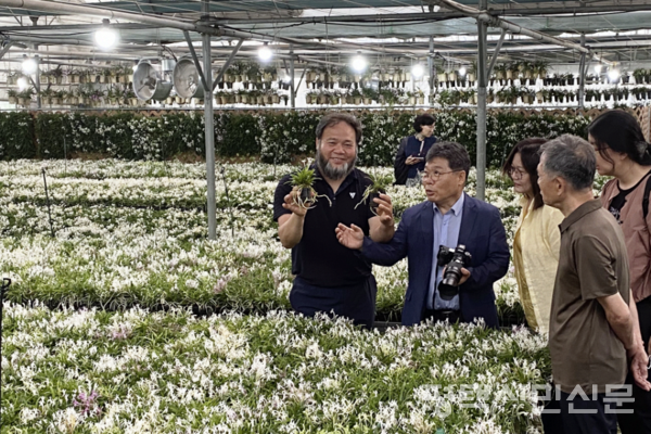 지난해 6월 30일 나란희 풍란꽃 축제에서 방문객들이 풍란꽃을 감상하고 있다.