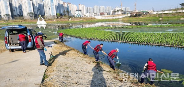 지난 5월 LH가 인력을 투입해 고덕신도시 내 함박산중앙공원 저류지에서 녹조를 제거하고 있다.