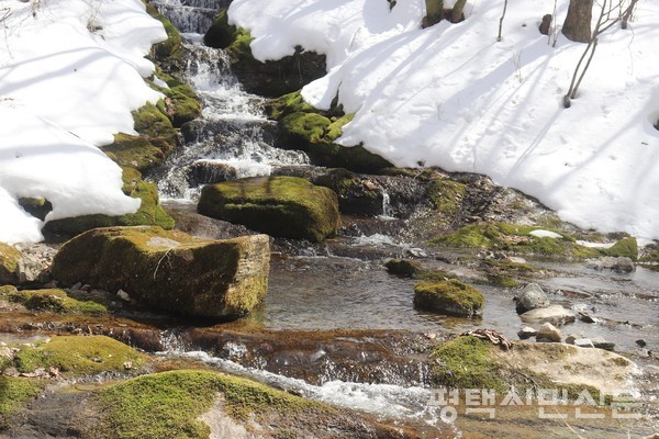 겨울에 쌓인 눈이 남아있는 금대봉 골짜기 검룡소에서 솟아오르는 물 덕분에 눈이 녹고 푸른 이끼가 살아있다
