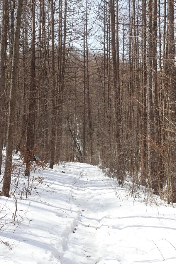 태백 금대봉 낙엽송 숲 사이로 검룡소를 향해 올라가는 길에 지난 겨울에 내린 폭설이 남아있다