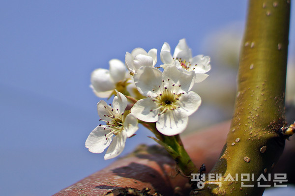 함박산중앙공원 배꽃