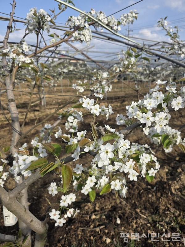 이상저온으로 인해 배꽃의 중심부 암술이 까맣게 냉해를 입은 배꽃의 모습
