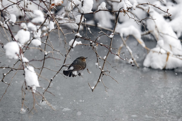 김현숙 作 [부채꼬리바위딱새]