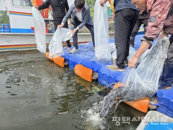 5월 28일 평택호와 남양호에서 뱀장어 치어를 방류하는 모습