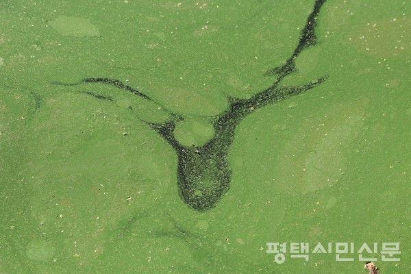 폭염 경보가 발효된 7월 11일 평택호 하류의 수면이 초록빛 녹조로 뒤덮여 있다.