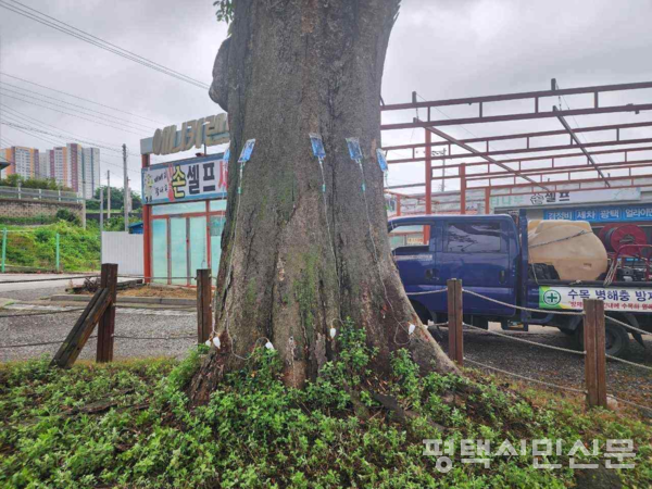 7월2일자 본지 보도 이후 평택시는 안중읍 덕우리 있는 느티나무에 영양제를 주사하고있다.