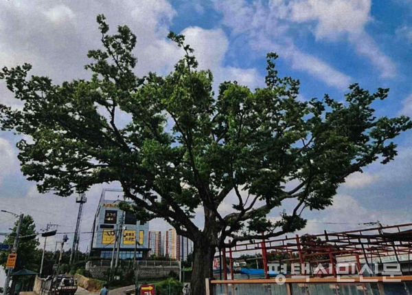 가지를 선별적으로 제거하는 수관 솎기를 진행했다.