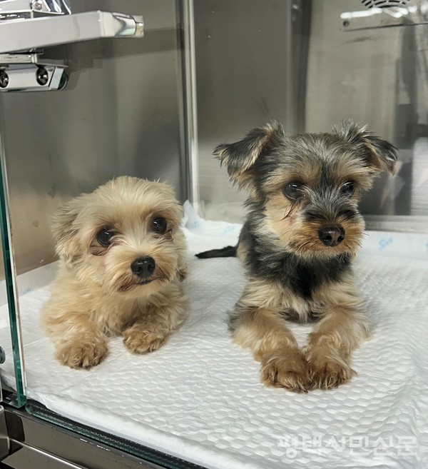 동물보호센터에서 보호하고 있는 강아지들의 모습