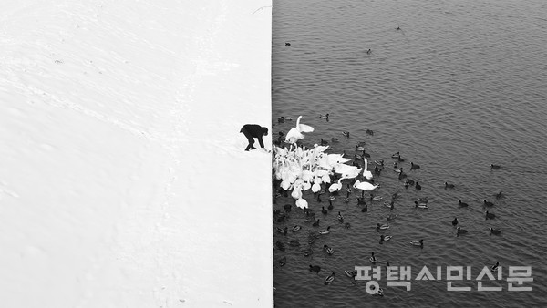 마르친 리체크 작 눈 속의 백조에게 먹이를 주는 남자, 2013