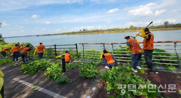 10월 23일 진행된 평택시자원봉센터 볼런투어 참가자들이 내리문화공원에서 유해식물인 가시박과 환삼덩굴을 제거하고 있다. 